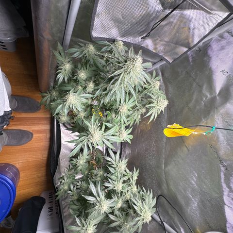 KM#1 growlog photo: Week 8 begins and the over drive will be feed this week.