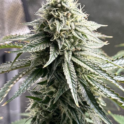 KM#1 growlog photo: Week 8 begins and the over drive will be feed this week.