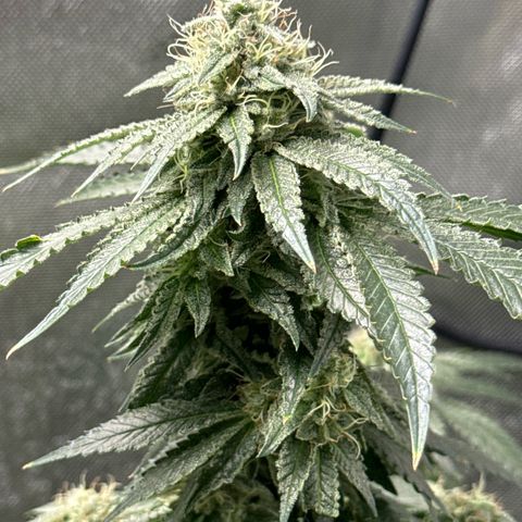 KM#1 growlog photo: Week 8 begins and the over drive will be feed this week.
