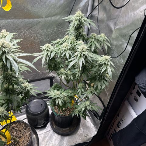 KM#1 growlog photo: Week 8 begins and the over drive will be feed this week.