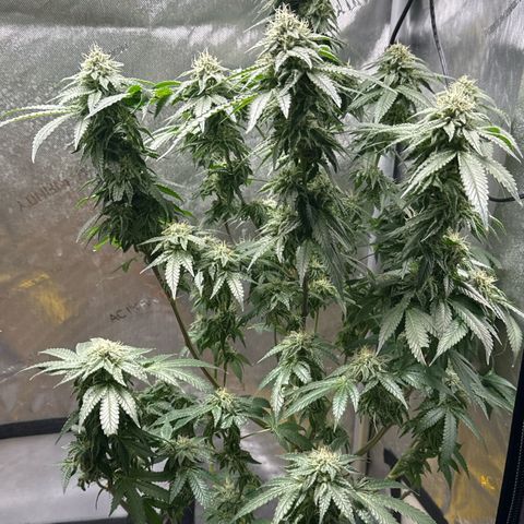 KM#1 growlog photo: Week 8 begins and the over drive will be feed this week.