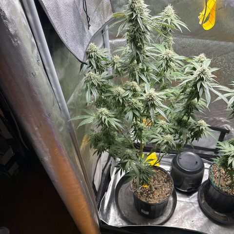 KM#1 growlog photo: Week 8 begins and the over drive will be feed this week.