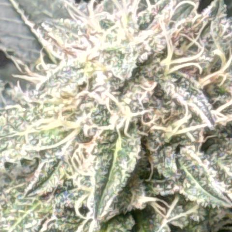 KM#1 growlog photo: Week 8 begins and the over drive will be feed this week.