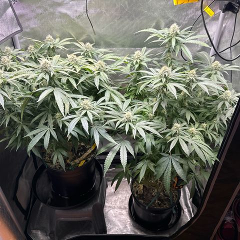 KM#1 growlog photo: Bubba Kush week 6 of 9 