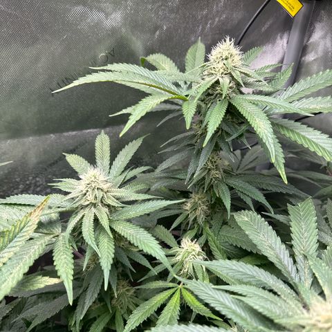 KM#1 growlog photo: Bubba Kush week 6 of 9 