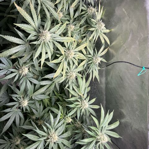 KM#1 growlog photo: Bubba Kush week 6 of 9 