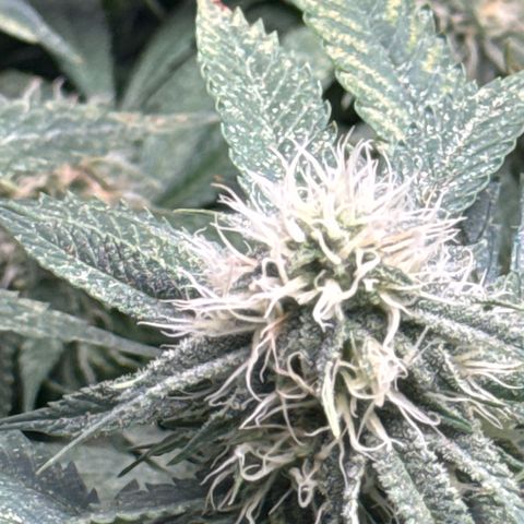 KM#1 growlog photo: Bubba Kush week 6 of 9 