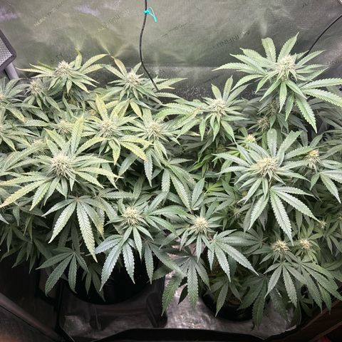 KM#1 growlog photo: Bubba Kush week 6 of 9 