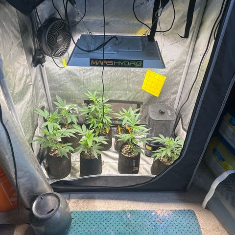 KM#1 growlog photo: New clones skunk 🦨, kalifamints , Cinderella 99, Chemdog 91, Chocolope Haze, tropicana cherry. 🍒 