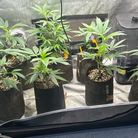 KM#1 growlog photo: New clones skunk 🦨, kalifamints , Cinderella 99, Chemdog 91, Chocolope Haze, tropicana cherry. 🍒 