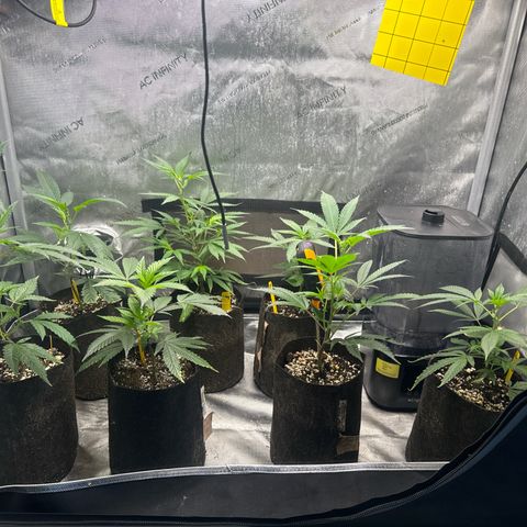 KM#1 growlog photo: New clones skunk 🦨, kalifamints , Cinderella 99, Chemdog 91, Chocolope Haze, tropicana cherry. 🍒 