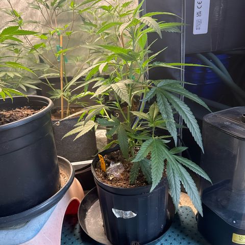 KM#1 growlog photo: Black cherry bomb. Skunk #4, Chocolope Haze, cinderella 99, Trop Cherry 🍒 and chemdawg 91, UK 🇬🇧 cheese 🧀 