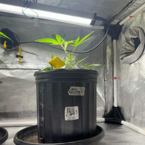 KM#1 growlog photo: Black cherry bomb. Skunk #4, Chocolope Haze, cinderella 99, Trop Cherry 🍒 and chemdawg 91, UK 🇬🇧 cheese 🧀 
