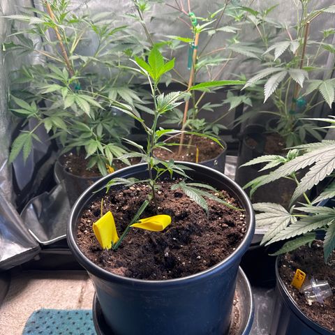 KM#1 growlog photo: Black cherry bomb. Skunk #4, Chocolope Haze, cinderella 99, Trop Cherry 🍒 and chemdawg 91, UK 🇬🇧 cheese 🧀 