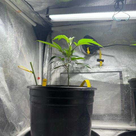 KM#1 growlog photo: Black cherry bomb. Skunk #4, Chocolope Haze, cinderella 99, Trop Cherry 🍒 and chemdawg 91, UK 🇬🇧 cheese 🧀 