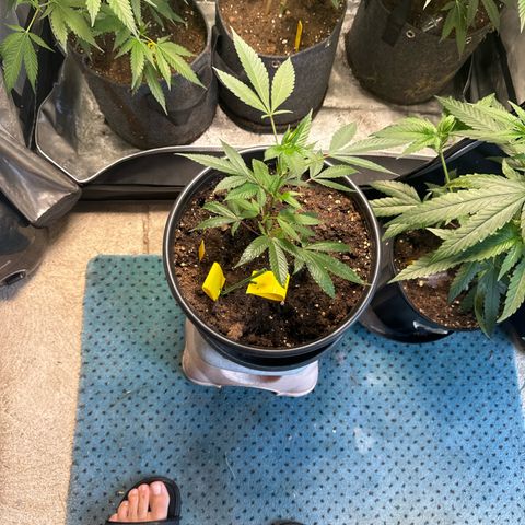 KM#1 growlog photo: Black cherry bomb. Skunk #4, Chocolope Haze, cinderella 99, Trop Cherry 🍒 and chemdawg 91, UK 🇬🇧 cheese 🧀 