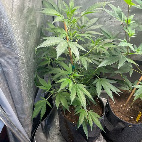 KM#1 growlog photo: Black cherry bomb. Skunk #4, Chocolope Haze, cinderella 99, Trop Cherry 🍒 and chemdawg 91, UK 🇬🇧 cheese 🧀 