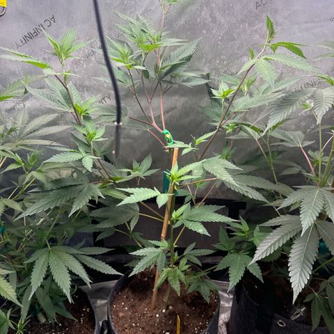 KM#1 growlog photo: Black cherry bomb. Skunk #4, Chocolope Haze, cinderella 99, Trop Cherry 🍒 and chemdawg 91, UK 🇬🇧 cheese 🧀 