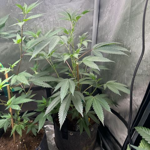 KM#1 growlog photo: Black cherry bomb. Skunk #4, Chocolope Haze, cinderella 99, Trop Cherry 🍒 and chemdawg 91, UK 🇬🇧 cheese 🧀 
