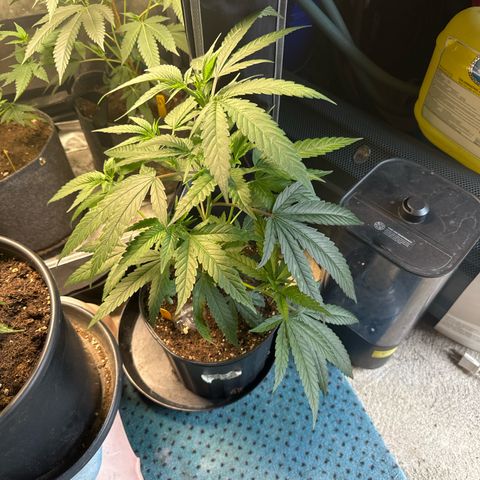 KM#1 growlog photo: Black cherry bomb. Skunk #4, Chocolope Haze, cinderella 99, Trop Cherry 🍒 and chemdawg 91, UK 🇬🇧 cheese 🧀 