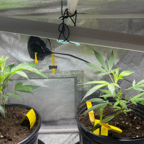 KM#1 growlog photo: Black cherry bomb. Skunk #4, Chocolope Haze, cinderella 99, Trop Cherry 🍒 and chemdawg 91, UK 🇬🇧 cheese 🧀 