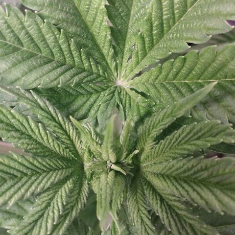 Watermelon "Snow" Ultra growlog timeline photo