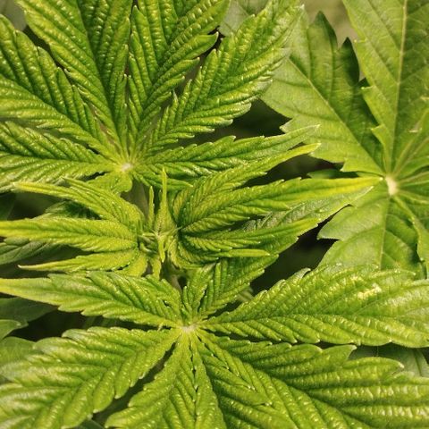 Jacky "Zilla" White growlog timeline photo