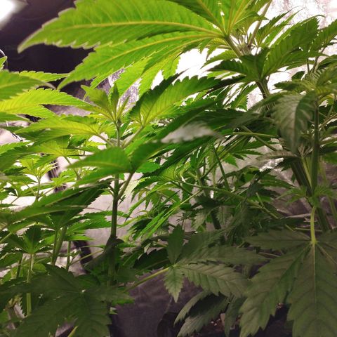 Jacky "Zilla" White growlog timeline photo