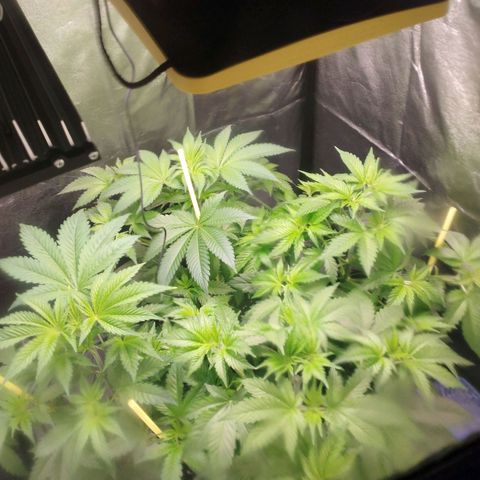 Jacky "Zilla" White growlog timeline photo