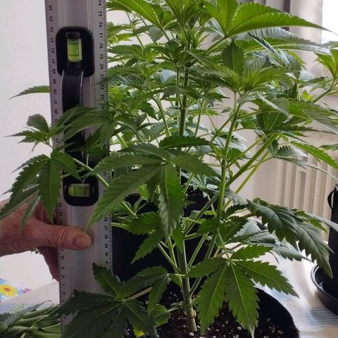 Jacky "Zilla" White growlog timeline photo