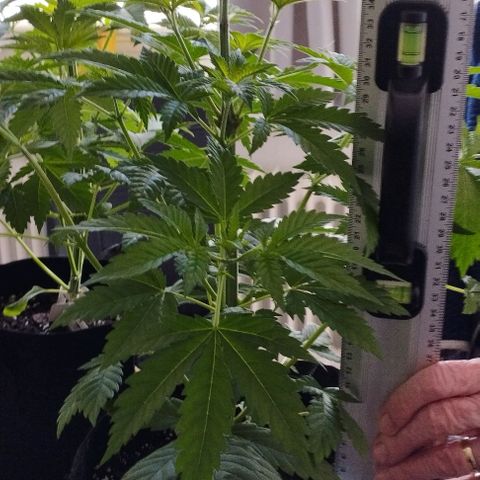 Jacky "Zilla" White growlog timeline photo