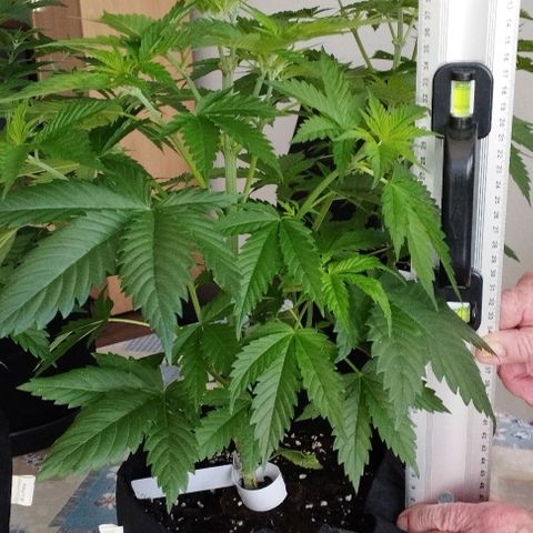 Jacky "Zilla" White growlog timeline photo