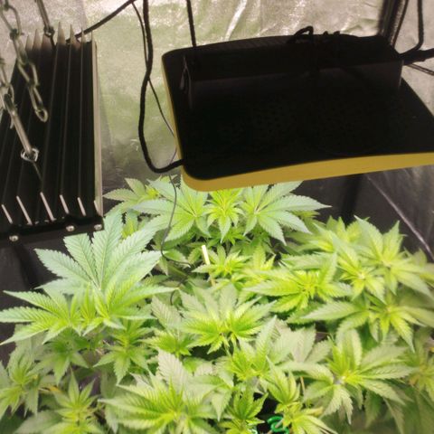 Jacky "Zilla" White growlog timeline photo