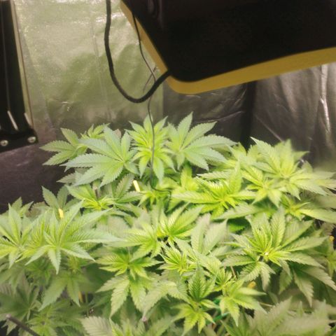 Jacky "Zilla" White growlog timeline photo