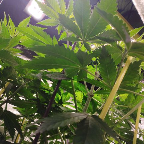 Jacky "Zilla" White growlog timeline photo