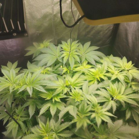 Jacky "Zilla" White growlog timeline photo