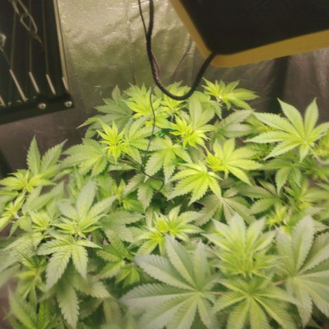 Jacky "Zilla" White growlog timeline photo
