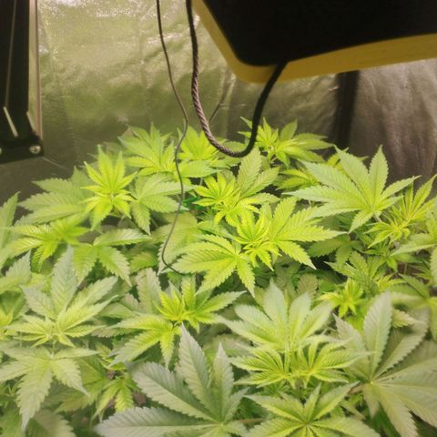 Jacky "Zilla" White growlog timeline photo