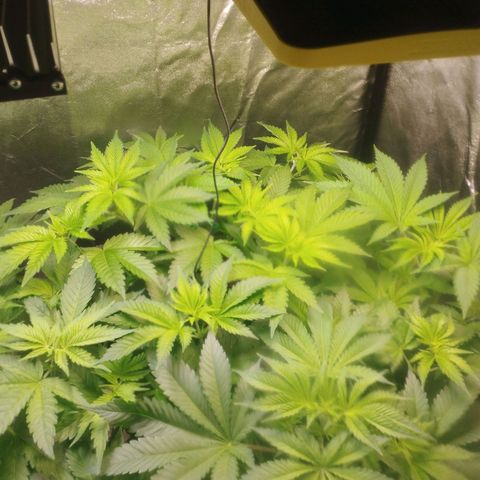 Jacky "Zilla" White growlog timeline photo