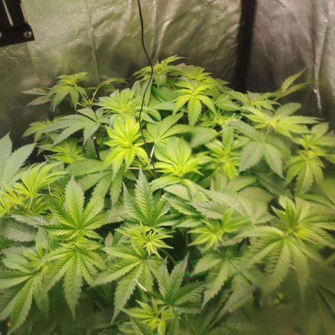 Jacky "Zilla" White growlog timeline photo