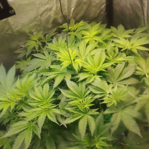 Jacky "Zilla" White growlog timeline photo
