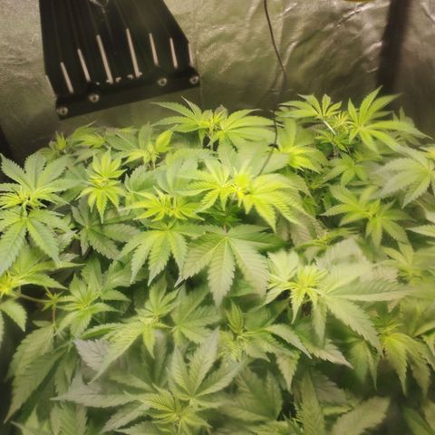 Jacky "Zilla" White growlog timeline photo
