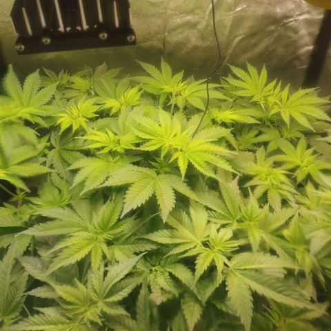Jacky "Zilla" White growlog timeline photo