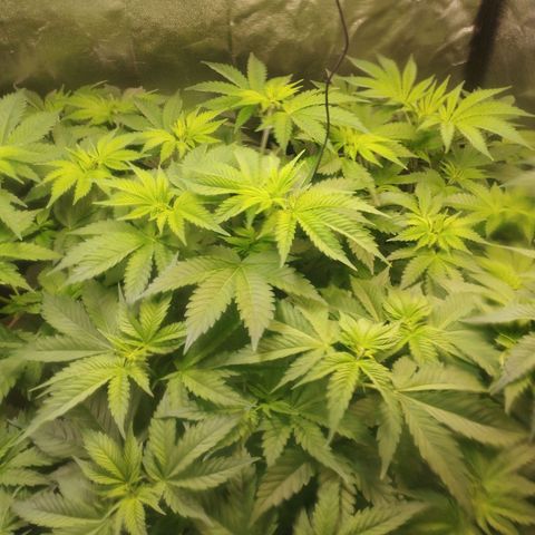Jacky "Zilla" White growlog timeline photo