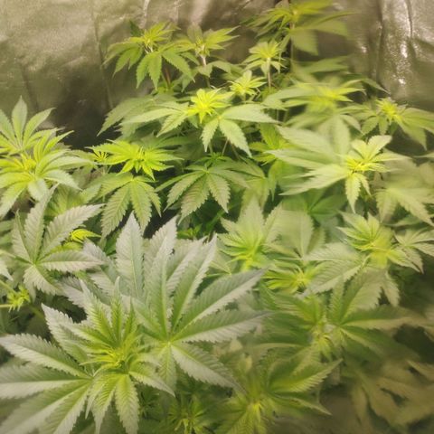 Jacky "Zilla" White growlog timeline photo