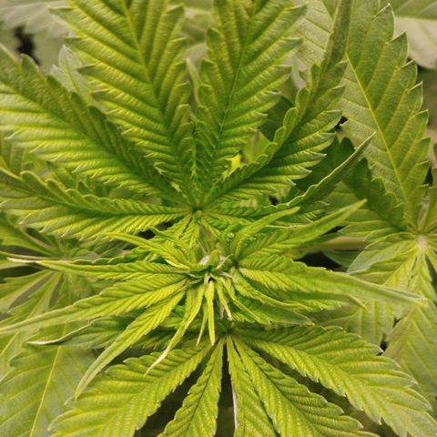Jacky "Little" White growlog timeline photo