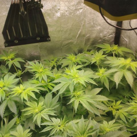Jacky "Zilla" White growlog timeline photo
