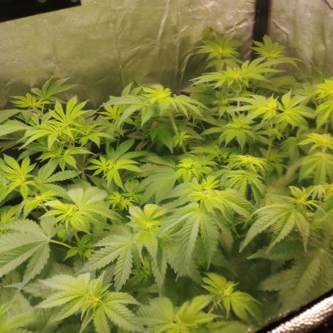 Jacky "Zilla" White growlog timeline photo