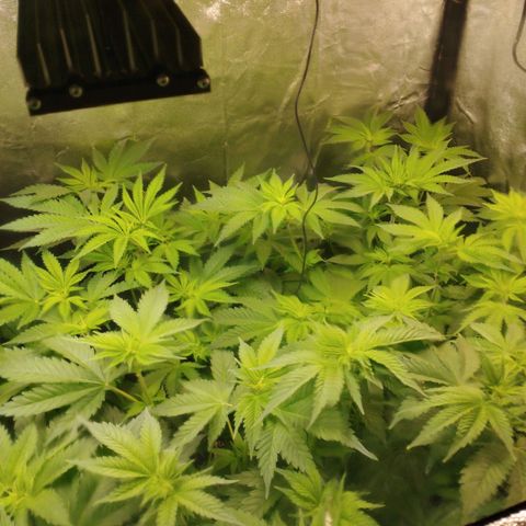 Jacky "Zilla" White growlog timeline photo