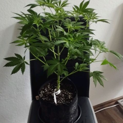 Jacky "Little" White growlog timeline photo